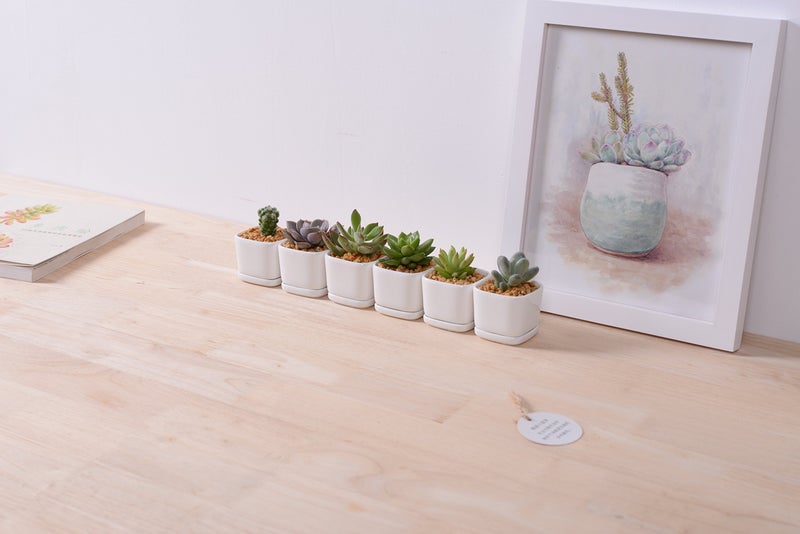 SeaStar Ceramic Succulent Mini Planter Pot,Mini 6 Set 2x1.65x2inch Square Modern Minimalist White/Window Box with Saucer for Office,Desk,House Balcony Landscape - Image 4